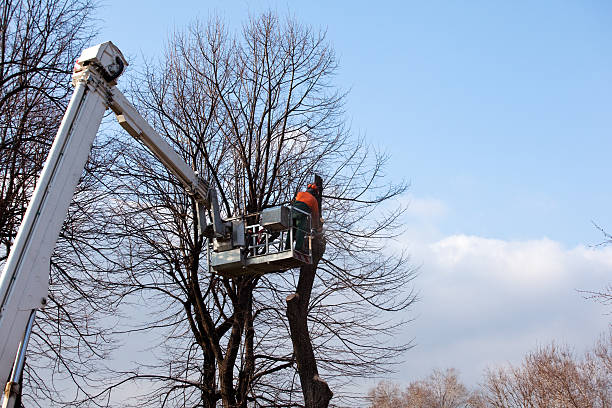 Best Utility Line Clearance  in Wyncote, PA